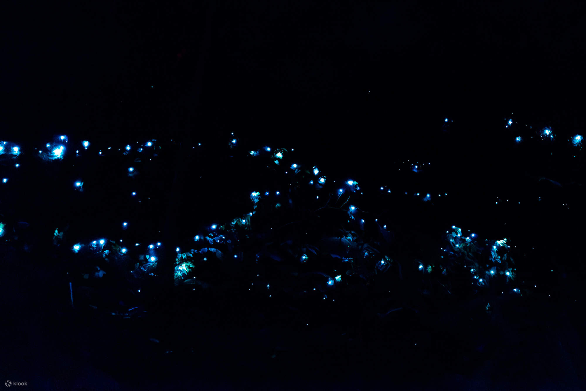 タンボリン国立公園・土ボタル ナイトツアーの予約（ゴールドコースト